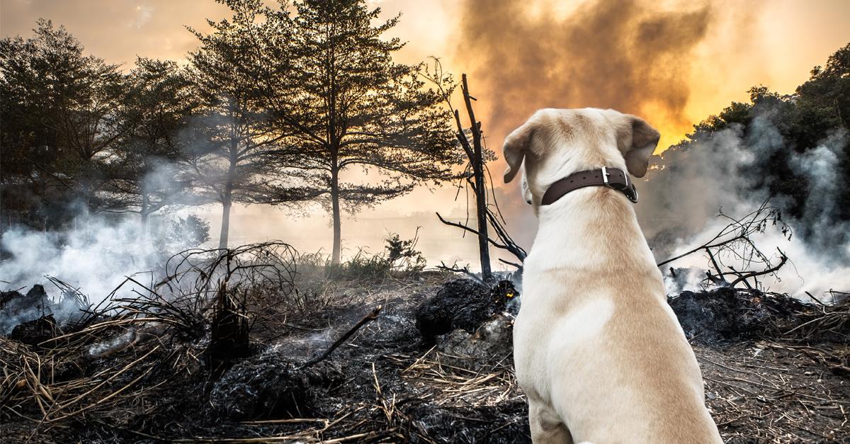 這場森林大火是當地有史以來最嚴重的一場災難，也讓許多寵物被遺留在家園。   取自Saint John SPCA Animal Rescue