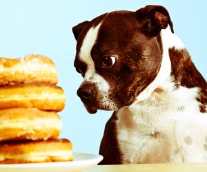 ASPCA避免喂宠物的食物目录