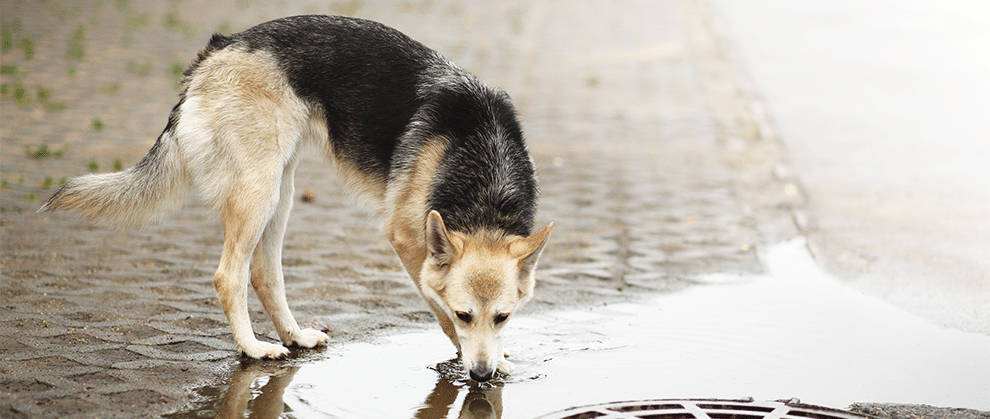 WSAVA：犬钩端螺旋体病的诊断、治疗与管理 