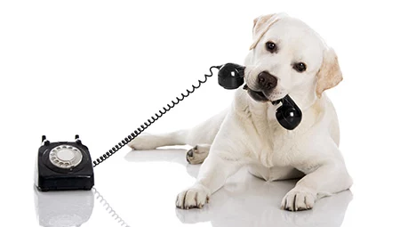 veterinary-dog-lab-holding-telephone-in-mouth-AdobeStock-53833882-450px.webp