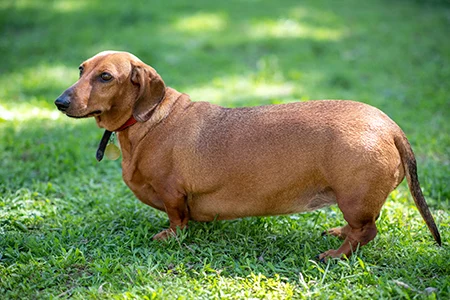 veterinary-dog-overweight-dachshund_AdobeStock_207623433-450.webp
