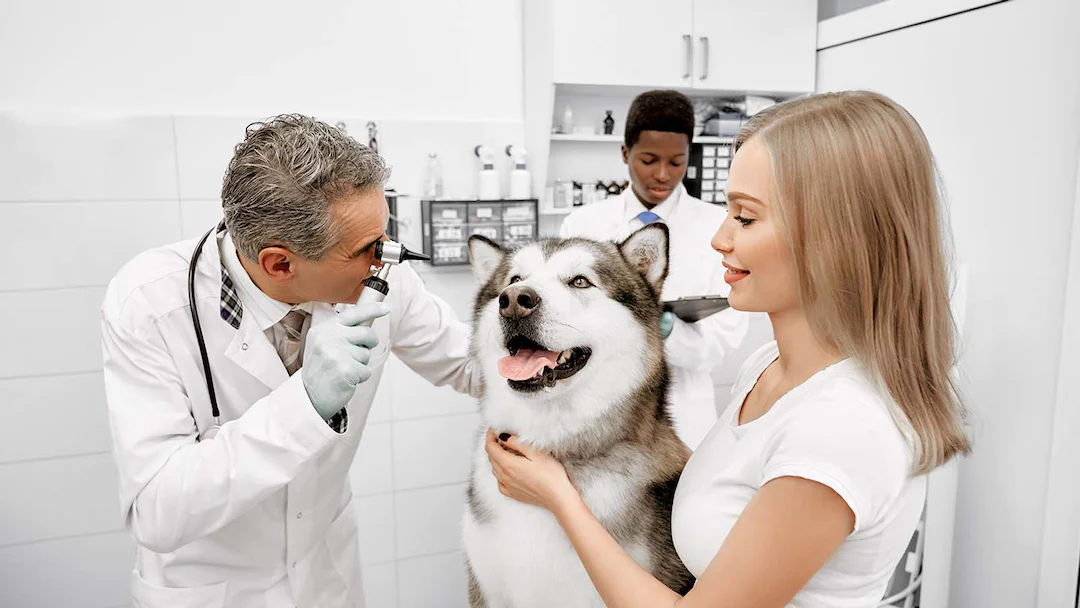 veterinarian-supplies-.webp