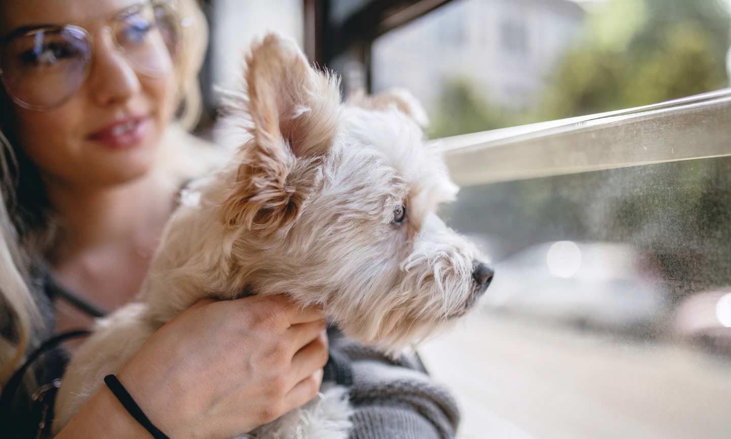 how-to-travel-with-dog-14.jpg
