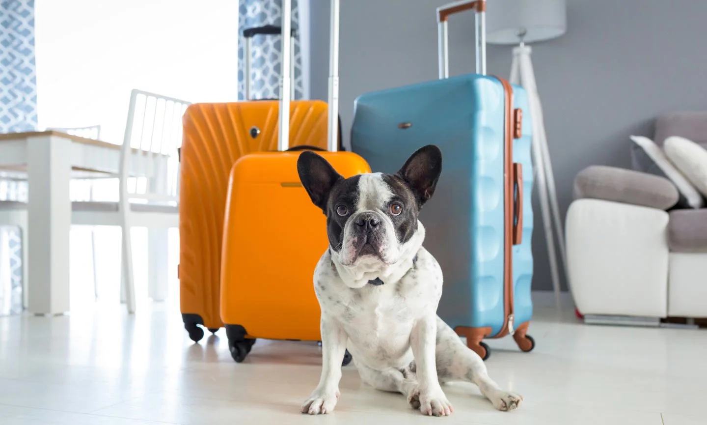 how-to-travel-with-dog-1.webp