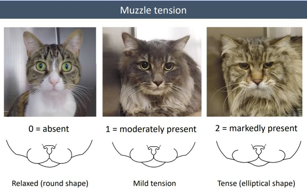 Feline-Grimace-Scale-Muzzle-Tension-990x628.jpg