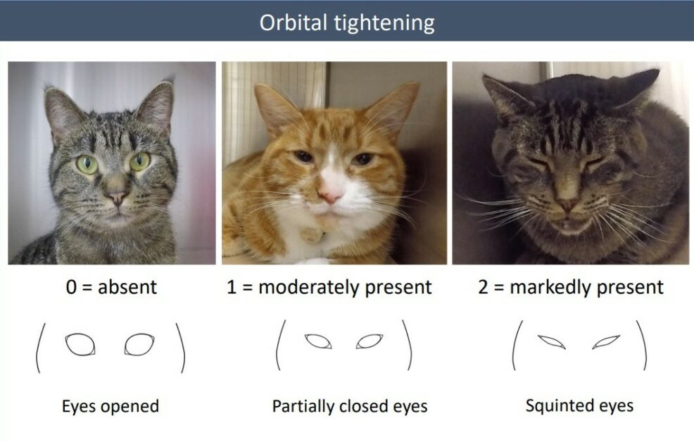 Feline-Grimace-Scale-Orbital-Tightening-986x628.jpg