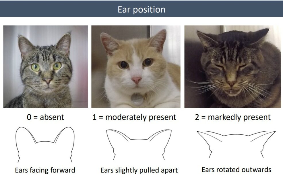 Feline-Grimace-Scale-Ear-Position-986x628.jpg