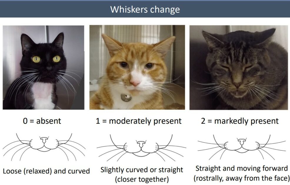 Feline-Grimace-Scale-Whiskers-Change-986x628.jpg