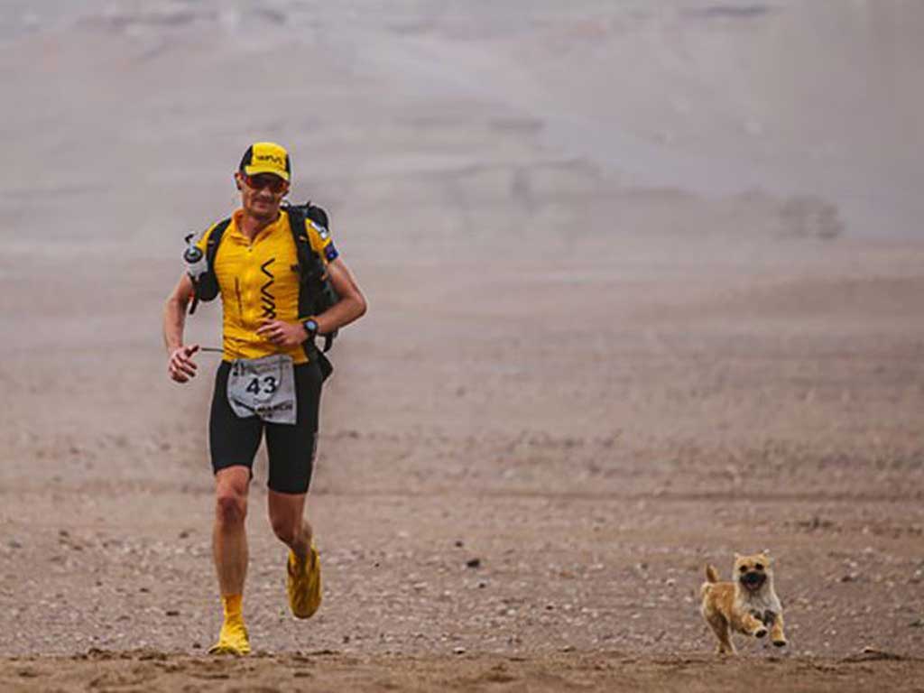 gobi-dog-4-deserts-pa.jpg